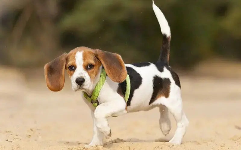 Joint care for dogs: when to start? BlepWorld