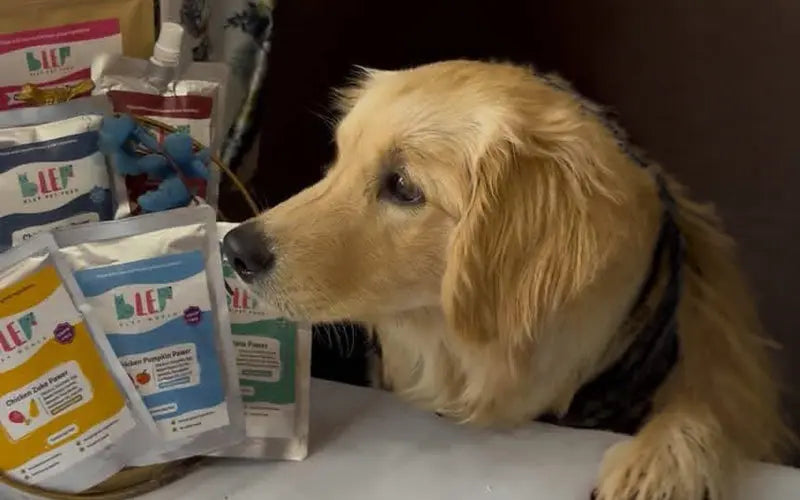 Dog food with zero preservatives: why it matters and what to look for BlepWorld