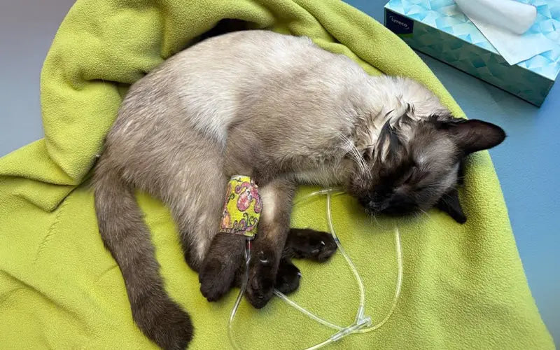 Cat Dehydration: symptoms, causes &amp; how to treat dehydration in cats