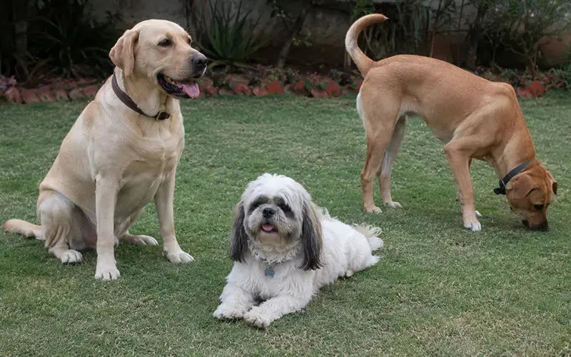 Common dog breed health issues in India and what you can do about them BlepWorld