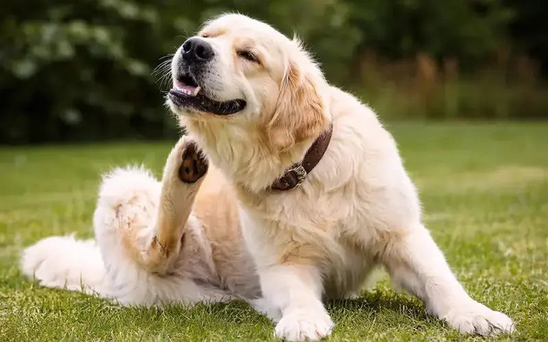 Why is my dog scratching so much? BlepWorld