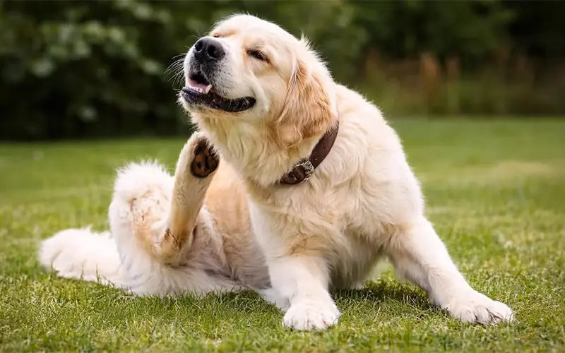 What is the gut-skin axis in dogs?