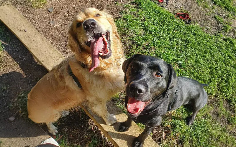 Labrador vs Golden Retriever: which breed is right for you? BlepWorld