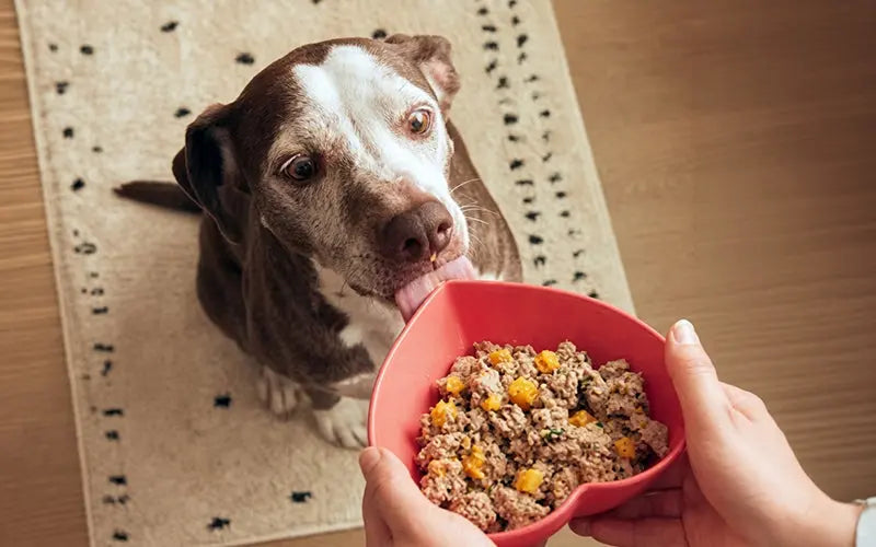 How to choose the right wet dog food in India (2026 buying guide) BlepWorld