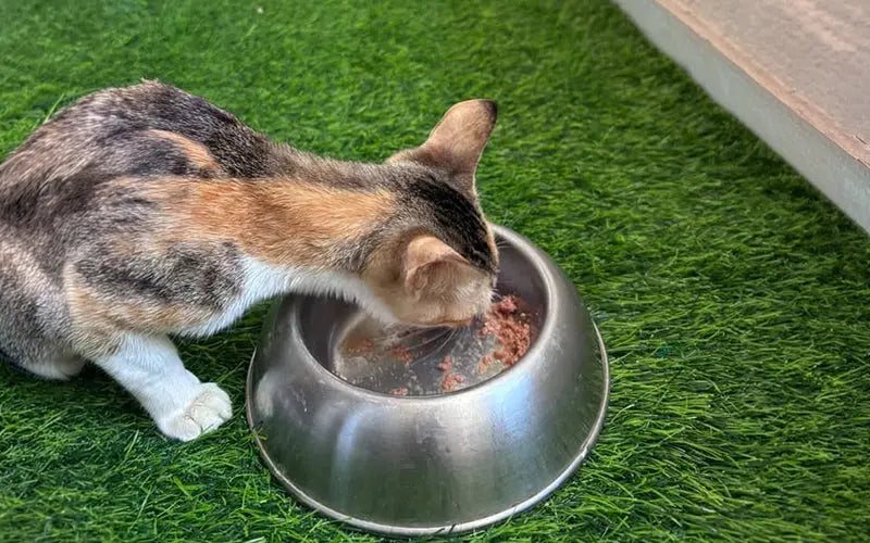 How to choose the right cat food in India: A complete guide to healthy nutrition BlepWorld