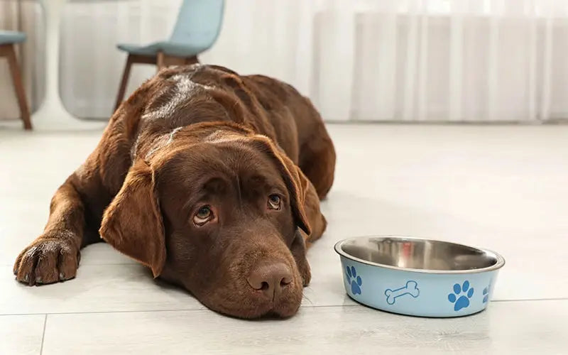 Best diet for dogs with sensitive stomachs: ingredients to look for and avoid BlepWorld