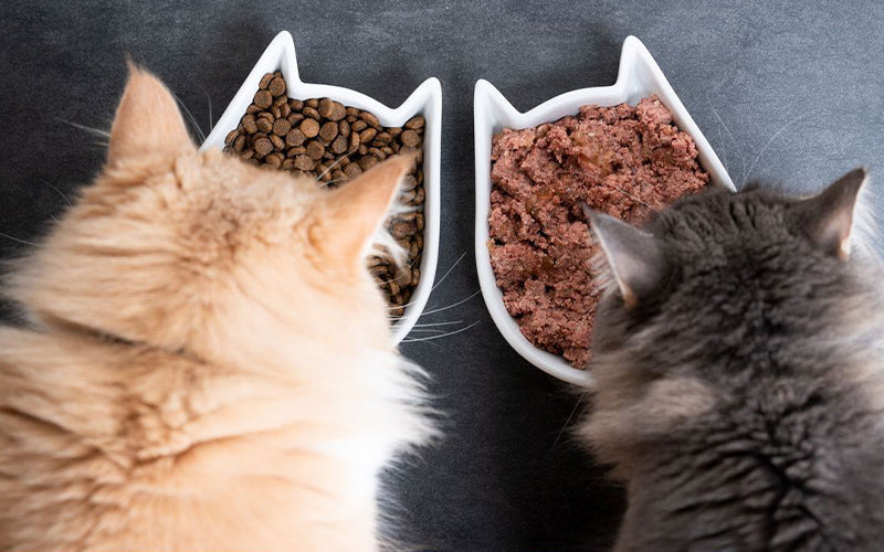 Wet food vs dry food for cats: a science backed comparison for Indian cat parents
