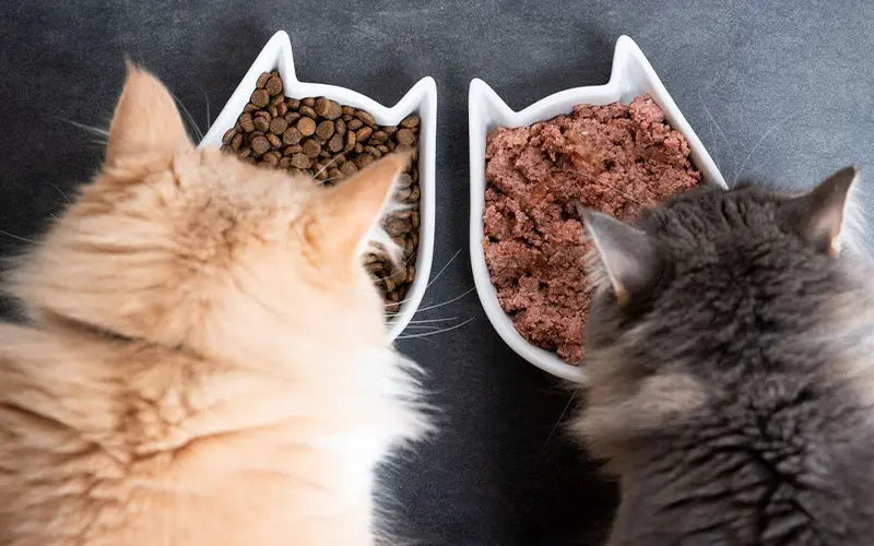 Wet food vs dry food for cats: a science backed comparison for Indian cat parents BlepWorld
