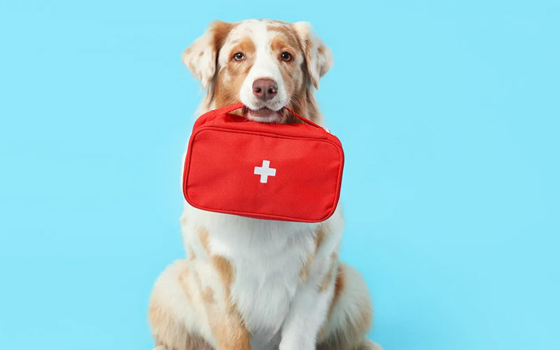 10 first aid tips every pet parent should know