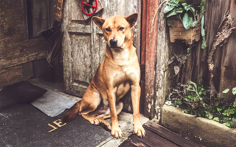 Guide to the nutritional needs of an Indie dog