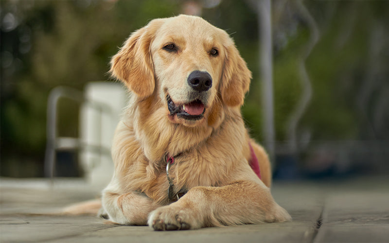 A guide to the nutritional needs of a Golden Retriever