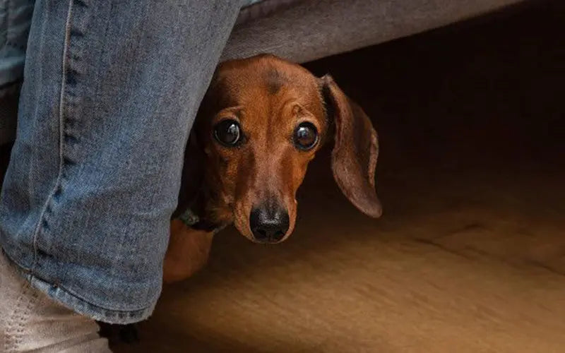 Dog stress relief: 7 activities to calm an anxious dog BlepWorld