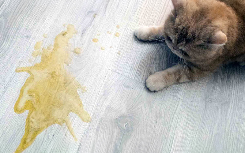 Why do cats have sensitive stomachs? A digestive health guide and best foods to try for your cat