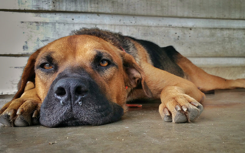 How does air pollution affect dogs?