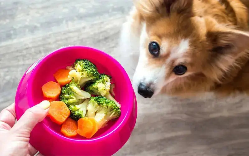 Should I feed vegetarian food to my dog in the summer? BlepWorld