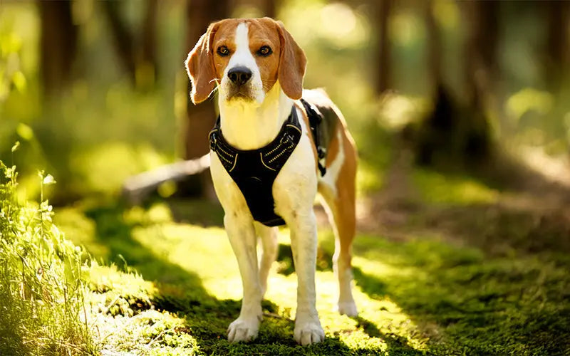 A guide to the nutritional needs of Beagles