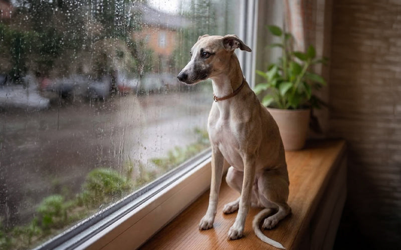 Do dogs feel weather changes? What every dog parent in India should watch for
