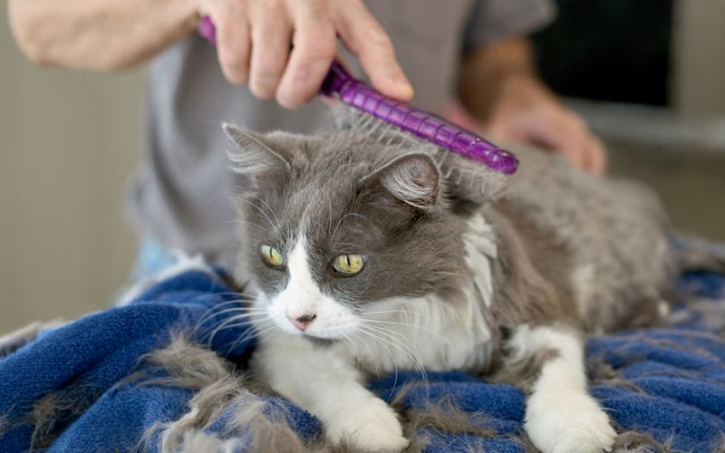 Cat hair fall reason: shedding vs hair loss, seasons in India and treatment