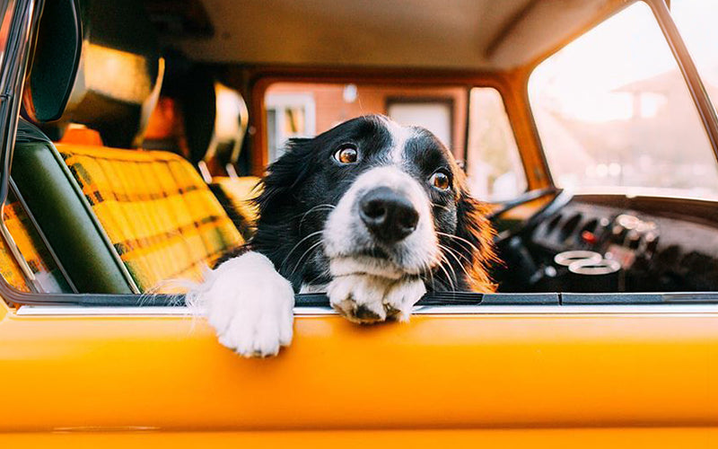 How to help a dog with car anxiety and motion sickness in the car: A complete travel guide