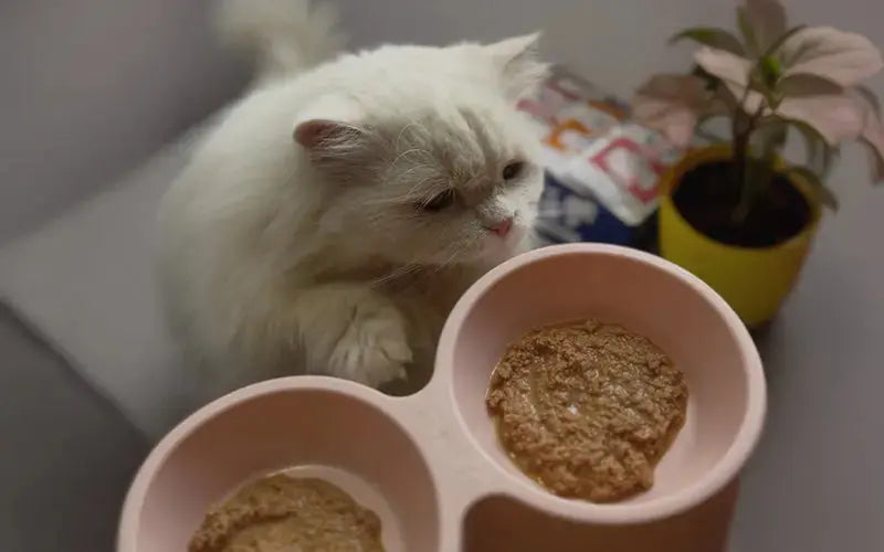How much protein should I feed my cat every day? BlepWorld