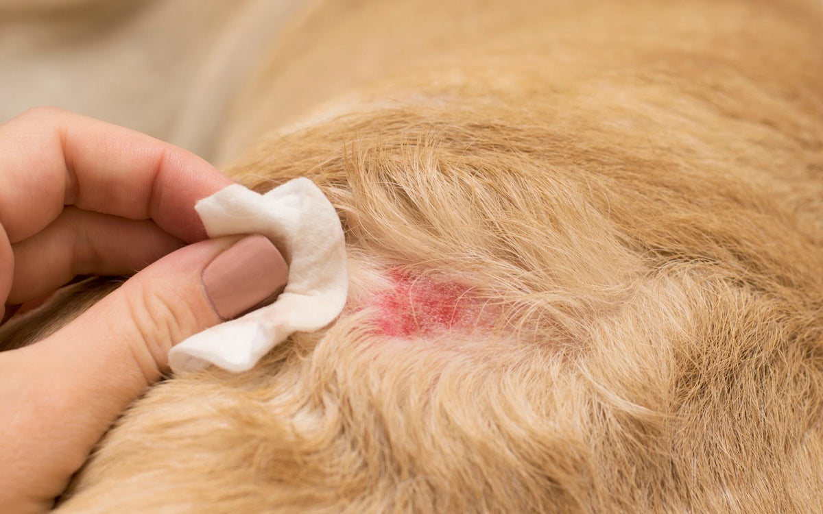 Chicken allergy in dogs: what it looks like, and what to feed instead