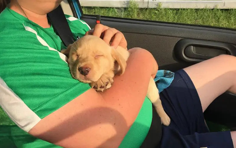 How much does it cost to get a dog in India? Complete monthly expense breakdown BlepWorld