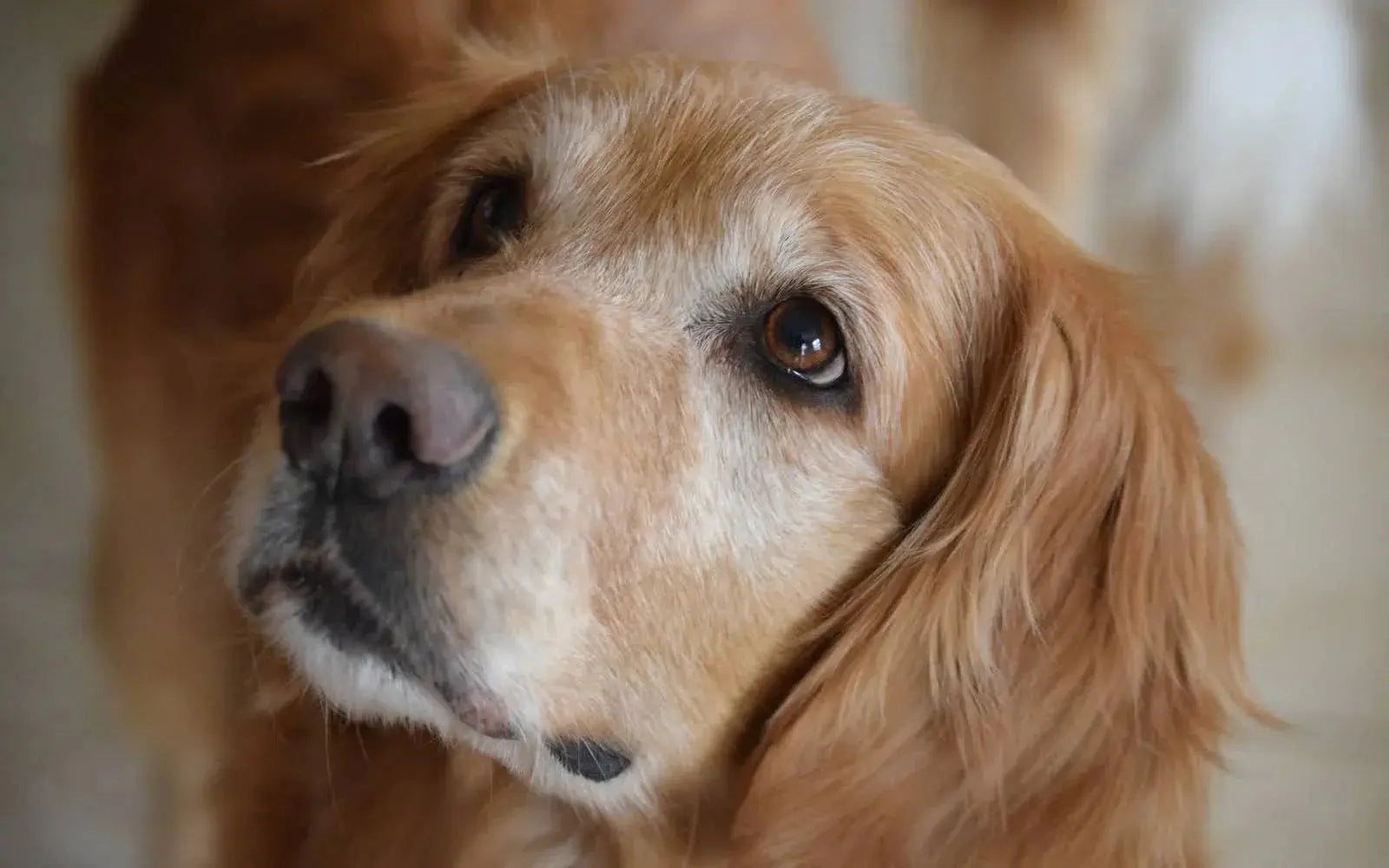 Golden Retriever health problems