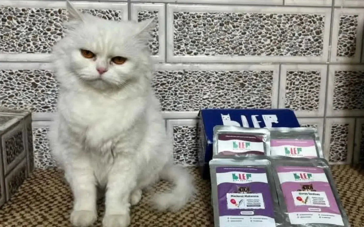 Essential products to buy for welcoming your cat to their new home