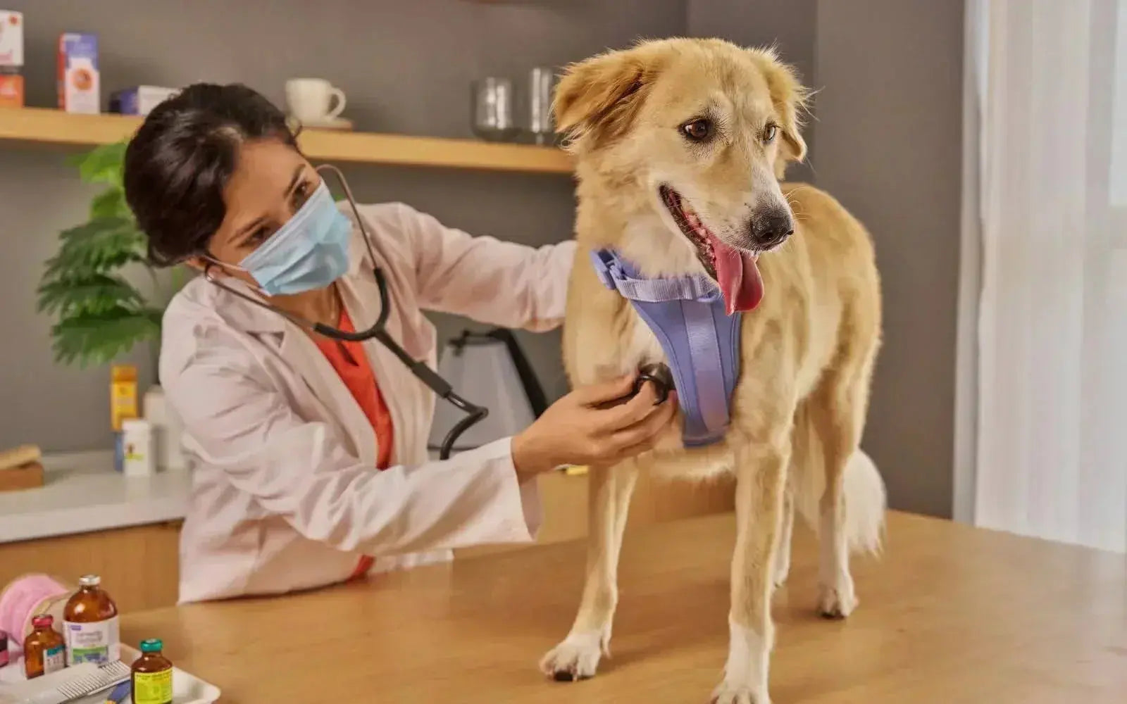 Understanding cancer in pets