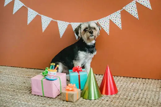 10-Pawsome-Things-To-Do-For-Your-Doggo-s-Birthday BlepWorld