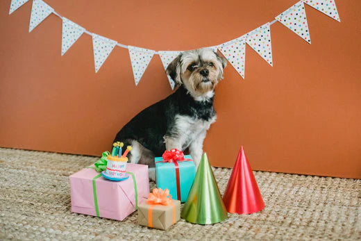 10 Pawsome Things To Do For Your Doggo’s Birthday