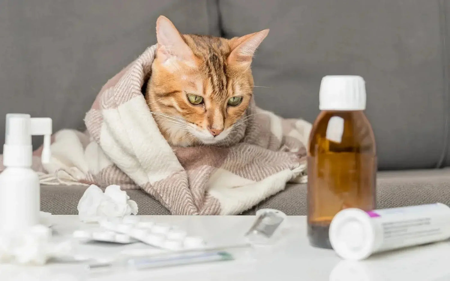 Cat fever symptoms and when to visit the vet