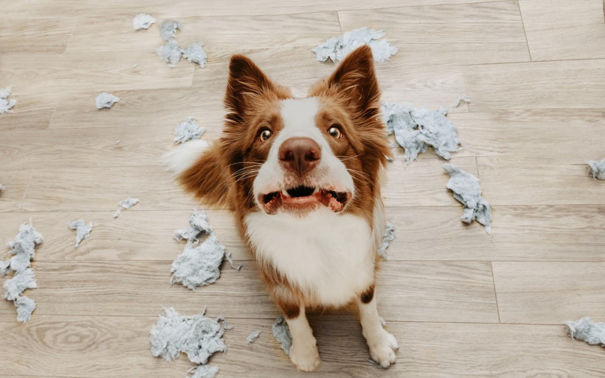 Dog anxiety in India: Getting through Diwali fireworks and monsoon storms