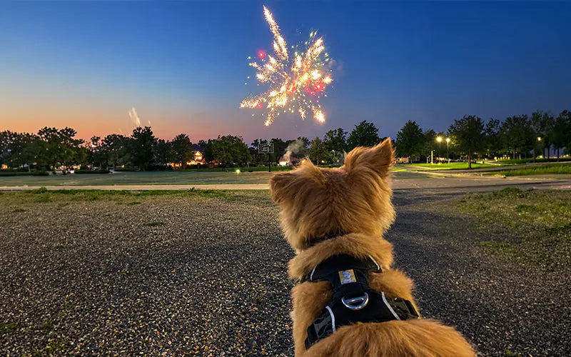 Fireworks pet safety tips: Why firecrackers terrify dogs BlepWorld