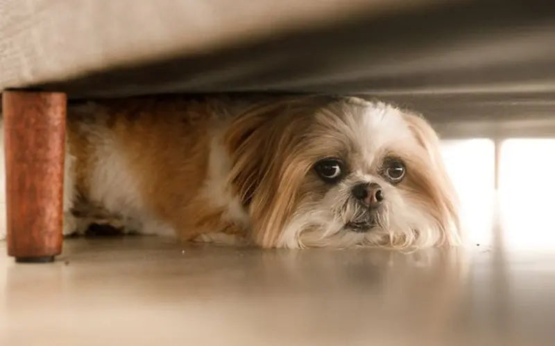 How to calm a dog during thunderstorms: 10 ways to reduce storm anxiety BlepWorld