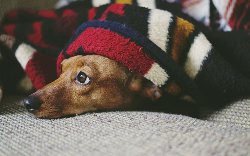 Common dog diseases in the winter: symptoms, remedies, and more