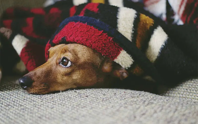 Common dog diseases in the winter: symptoms, remedies, and more BlepWorld