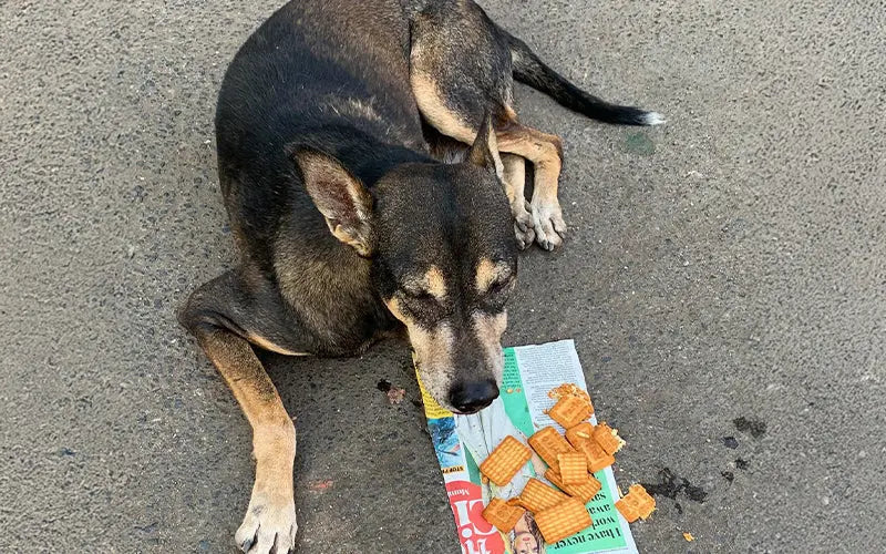 Should I feed Parle-G to dogs?