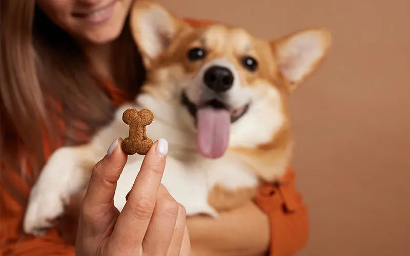 How do I choose between dog biscuits, treats, and snacks for training?