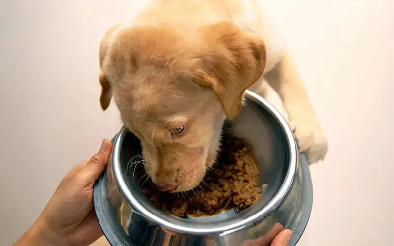 Best food for Indian puppies in 2025