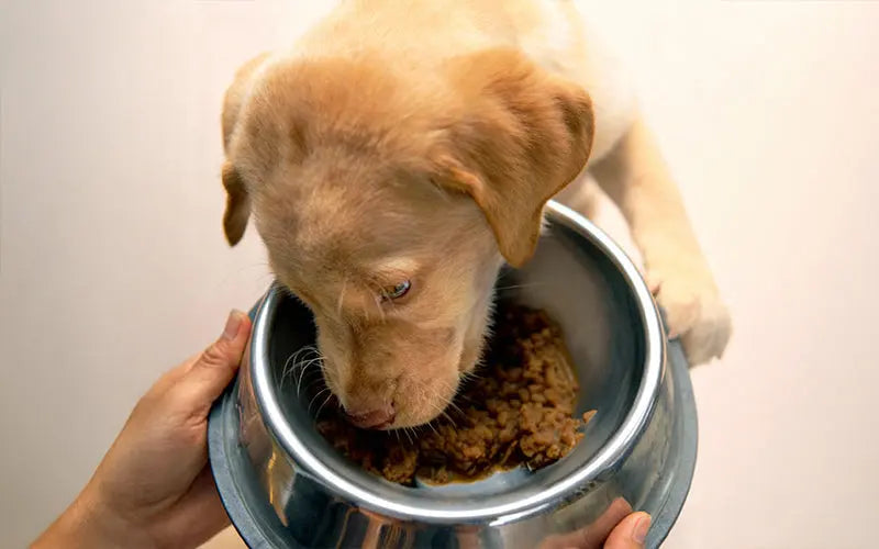 Best food for Indian puppies in 2025