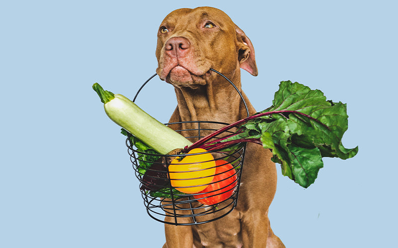 What vegetables can dogs eat?