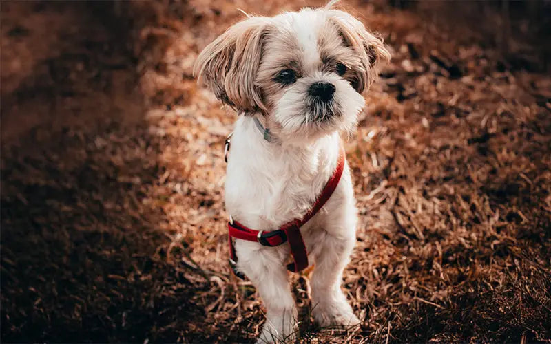 Shih tzu Dog Breed - BLEP World