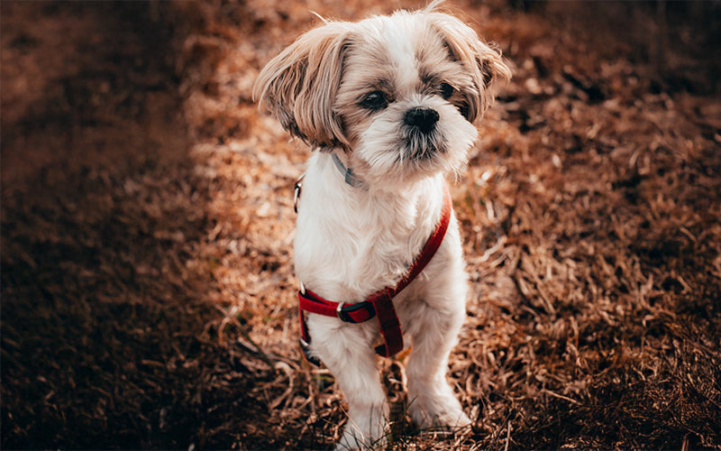 A guide to the nutritional needs of a Shih Tzu