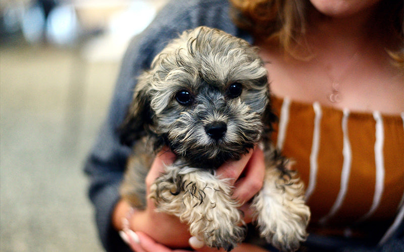 Essential Tips for a New Dog Parent