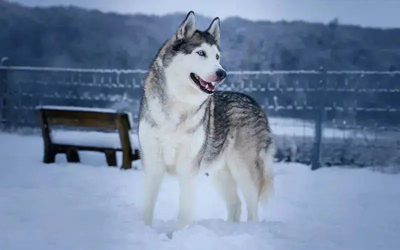 Siberian Husky Dog - BLEP World