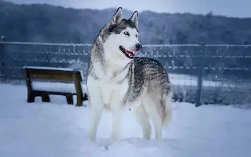 Siberian Husky Dog - BLEP World