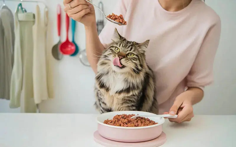 7 things to look for when choosing the best cat food in India BlepWorld