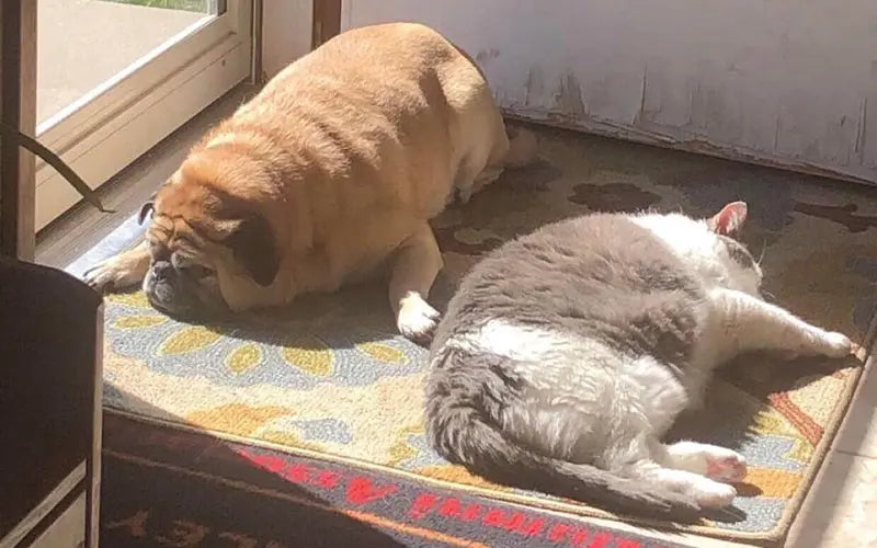 Pet Obesity
