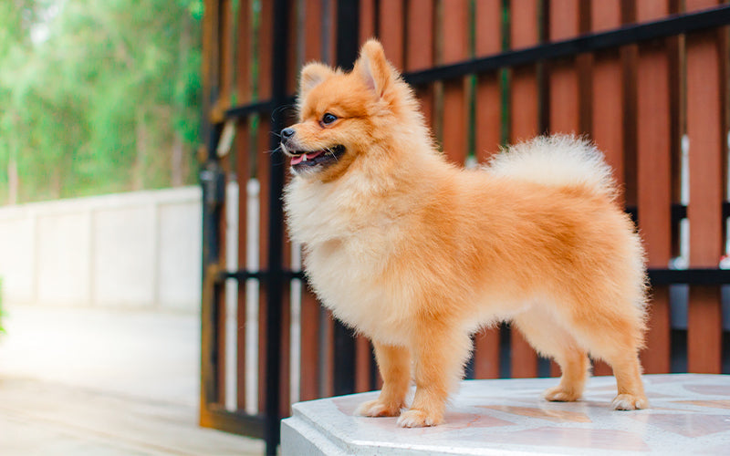 A guide to the nutritional needs of a Pomeranian